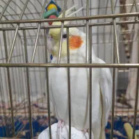 عروس هلندی نر آماده جفت انداختن