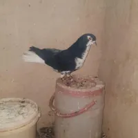 کفتر نر پلاس|پرنده|قم, یزدان‌شهر|دیوار