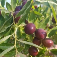 عناب تازه ۲۵۰