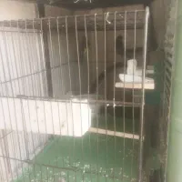 سهره نرو ماده