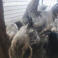 مرغ وجوجه محلی وبرهمالایت