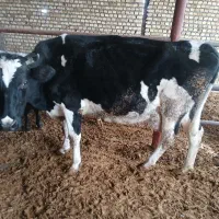 گاو و گوساله