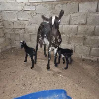 بز جمولی کراچی دوبرزا
