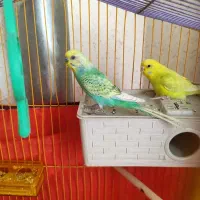 جفت مرغ عشق نژاد دار رام