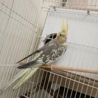 عروس هلندی جفت مولد|پرنده|گنبد کاووس, |دیوار