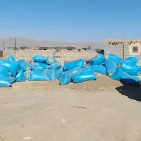 کاه گندم دیم