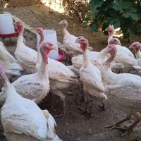 بوقلمون نژاد بیوتی، گوشتی|حیوانات مزرعه|آبدانان, |دیوار