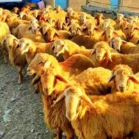 گوسفند زنده  چرا شده در مناطق کوهستانی سرسبز|حیوانات مزرعه|تهران, جوادیه|دیوار