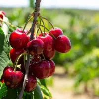 پیشفروش نهال شناسه دار آلبالو گوشواره ای|خدمات باغبانی و درختکاری|آذرشهر, |دیوار