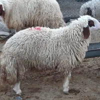 ورن سنجابی|حیوانات مزرعه|چوار, |دیوار
