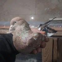 ماده هندی