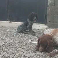 سگ شکاری سیتر فرانسه آموزش دیده چهارماه نر|سگ|رشت, حومه رشت|دیوار