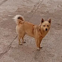 سگ پاکوتاه گمشده