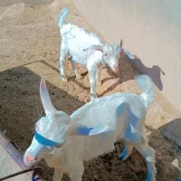 بز سانن با دوتا بزقاله زایمان چهاروم|حیوانات مزرعه|کاشمر, |دیوار