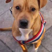 پیتبول نر ۱ سال و نیم