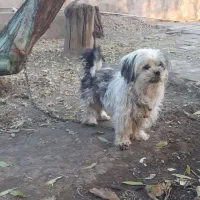 سگ ماده تریر|سگ|محمدیه-قزوین, |دیوار