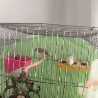 جفت مرغ عشق...فنج جفت