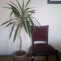 گل یوکا و پاندانوس بزرگ