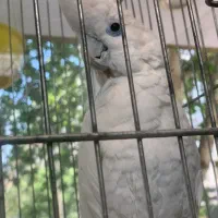 کاکادو دوکرپ