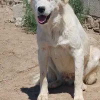 سگ ترکمن گله ای