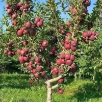 نهالستان و نهال فروشی ایران نهال سجاد همراهی|خدمات باغبانی و درختکاری|خرم‌آباد, |دیوار