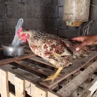 مرغ و خروس|حیوانات مزرعه|رودان, |دیوار