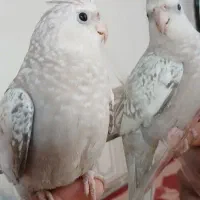 فروش معاوضه باماده البینو