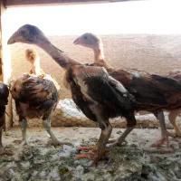 جوجه لاری دوماهه سه ماهه سه دانگ تا ۴دانگ