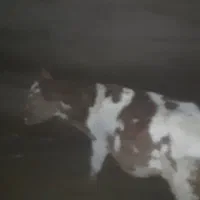 گاو شیری گوساله دار|حیوانات مزرعه|آشخانه, |دیوار