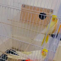عروس هلندی|پرنده|نیمروز, |دیوار