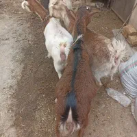 بز ابستن|حیوانات مزرعه|عسگران, |دیوار