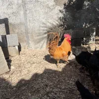 خروس محلی ۳ عدد درجه یک