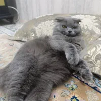 گربه اسکاتیش نر برای جفتگیری|گربه|مشهد, آبکوه|دیوار