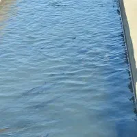 فروش ماهی قزل الا