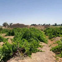 باغ انگور بیدانه ۱۵۰۰متری|فروش دفتر صنعتی، کشاورزی، تجاری|اسفرورین, |دیوار