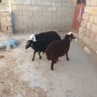 بره نر