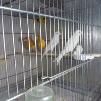 قناری فروشی