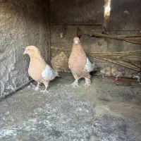 سلام نر ماده سین زرد|پرنده|کرمان, |دیوار