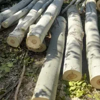 خریدچوب باغات|خدمات باغبانی و درختکاری|گلبهار, شهر جدید گلبهار|دیوار