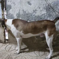 مهربون و تک شناس|سگ|مشهد, نوده|دیوار