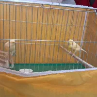 قناری نر ماده سالم اواز ه خوان