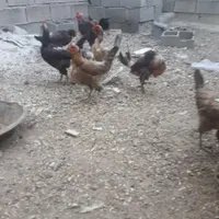 مرغ و خروس|پرنده|خمینی‌شهر, |دیوار