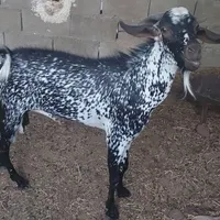 پازن