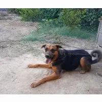 سگ نگهبان جرمن ماده معامله