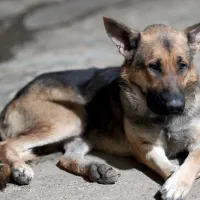 سگ نر ژرمن ورک لاین|سگ|صحنه, |دیوار