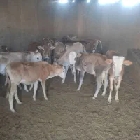 گوساله نر
