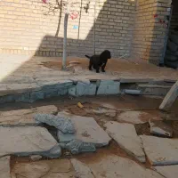 سگ تو رگه|سگ|همدان, |دیوار