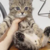 گربه اسکاتیش انفولد بلک گلد