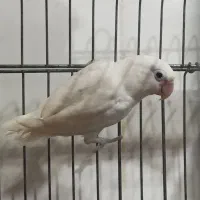 کوتوله برزیلی|پرنده|چابهار, |دیوار