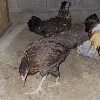 مرغ وخروس|حیوانات مزرعه|قشم, |دیوار